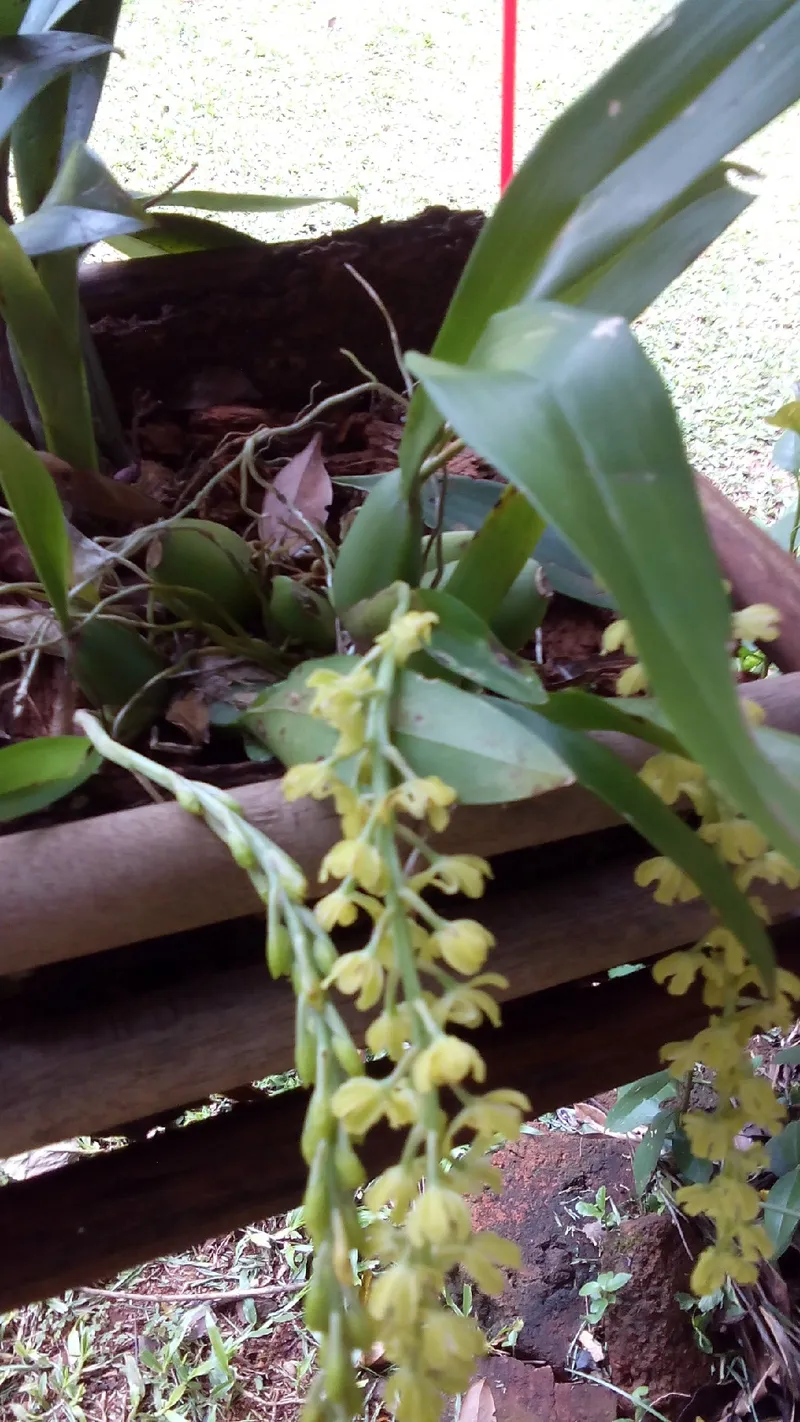 Dendrochilum uncatumがなぜ咲かないのか？Dendrochilum uncatumの育成