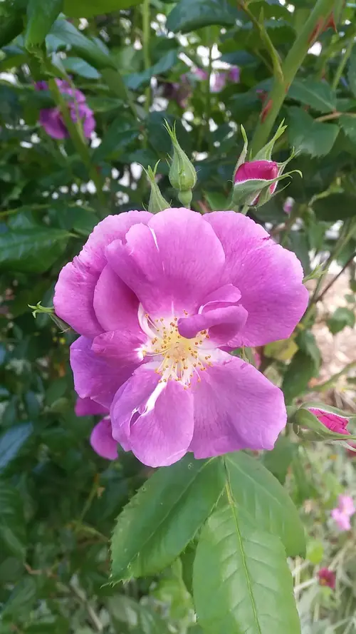 Rosa silvestre de la pradera