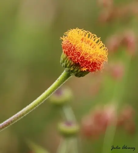 Árnica capitaneja (Verbesina crocata) - PictureThis