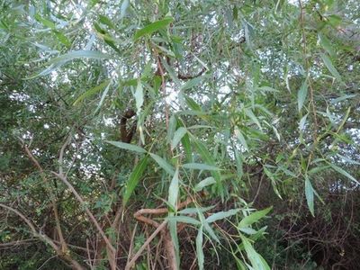 Searsia pendulina - PictureThis