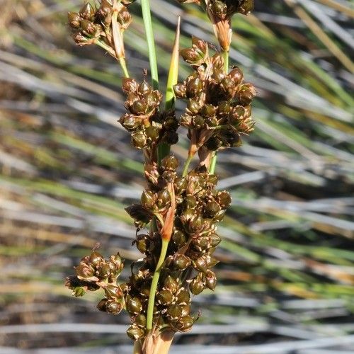 Exploring the Incredible Benefits of Spiny rush: Nature’s Resilient Plant