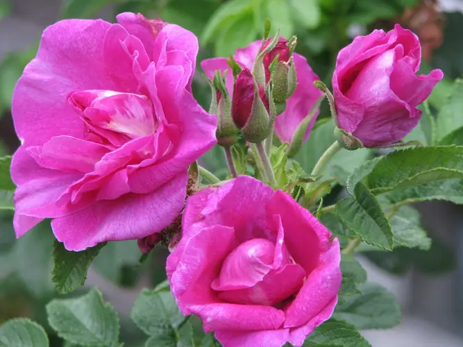 Amur rose
