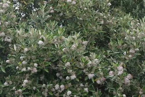 Olearia avicenniifolia