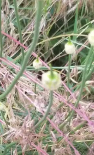 Field garlic