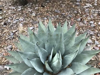 アガベ Agave parryi 244 Agave parryi ssp. parryi アガベ パリー - メルカリ