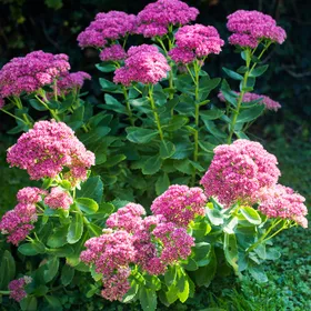 オオベンケイソウ（大弁慶草）の判定方法 (Hylotelephium spectabile)