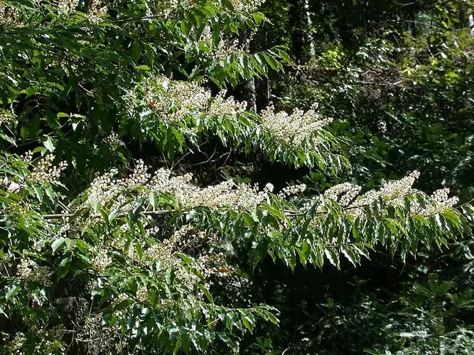 Prunus spinulosa