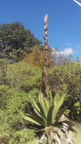 Agave inaequidensの育て方・栽培方法