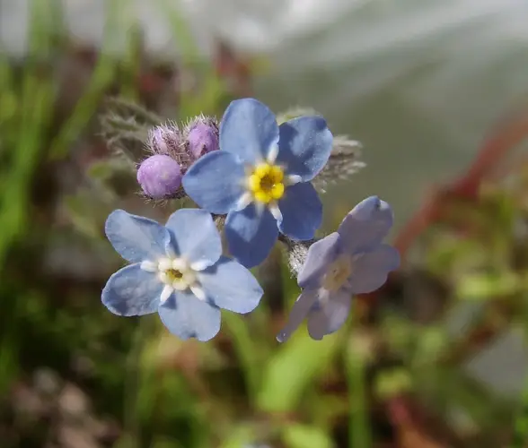 Bay forget-me-not