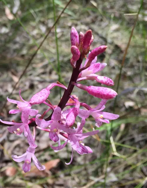 Rosy hyacinth-orchid