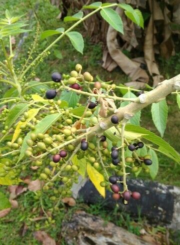 Java Brucea Unveiling the Benefits of Java brucea: Nature's Hidden Gem for Well-being
