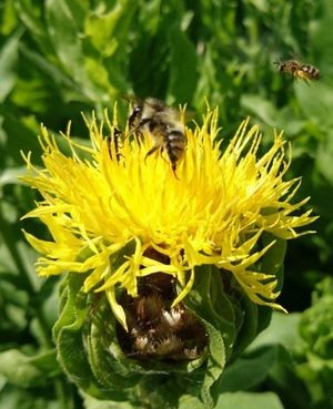 Big-head knapweed (Centaurea macrocephala) - PictureThis