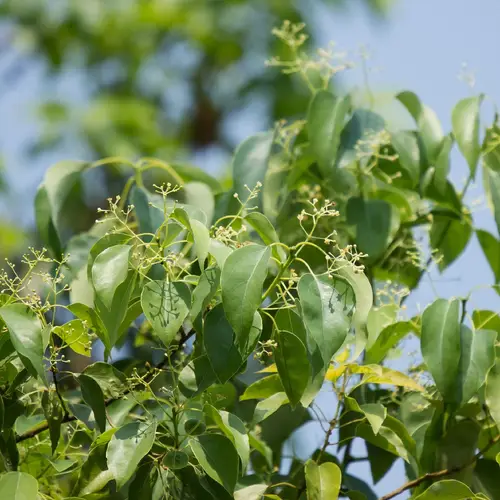 樟樹 (Cinnamomum camphora) 照顧,種植,繁殖,開花時間 - PictureThis