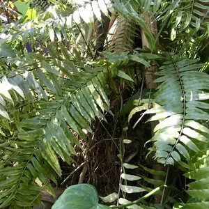 ホウビカンジュ（鳳尾貫衆）の育て方・栽培方法