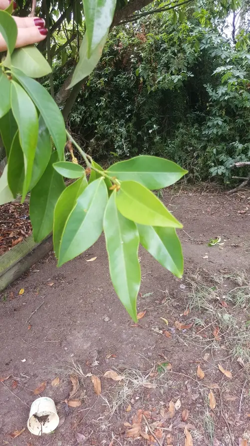 Magnolia compressa