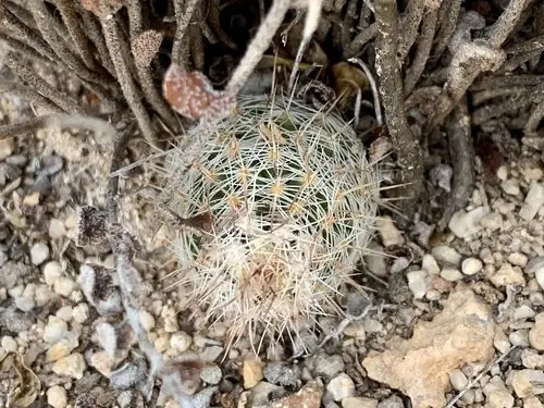 Whitecolumn foxtail cactus