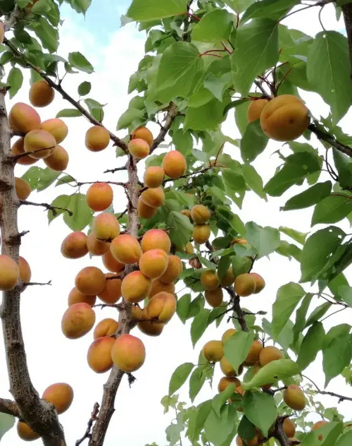 Prunus armeniaca 'Blenheim'
