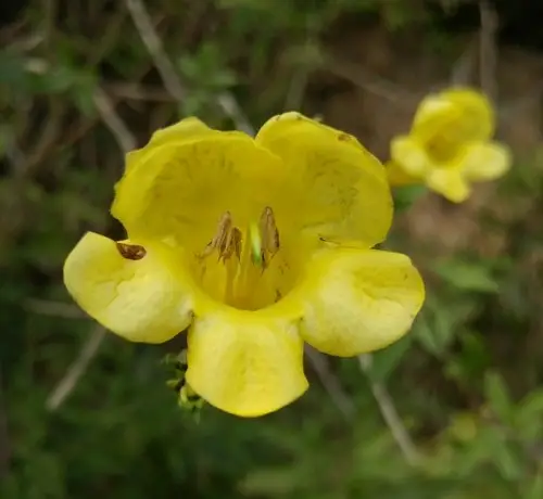 Largeflower yellow false foxglove
