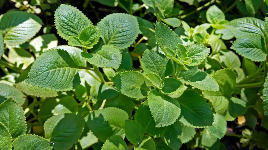 Mexican mint