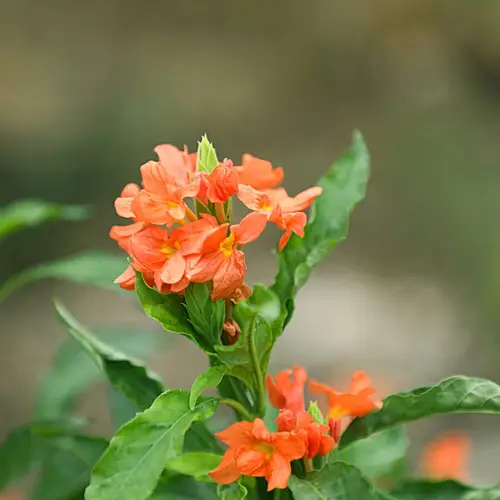 Firecracker flower