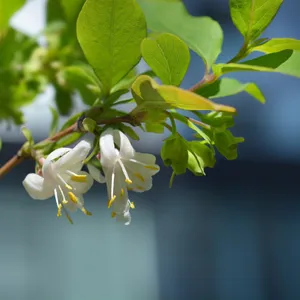 Winter honeysuckle - Lonicera fragrantissima (Care, Characteristics,  Flower, Images)