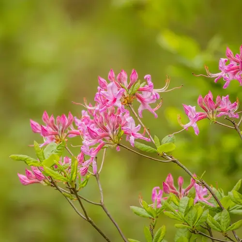Rhododendron prinophyllum