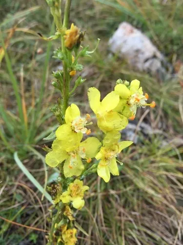 ベルバスカム・デンシフロラム (分類, 特徴, 花, 画像)