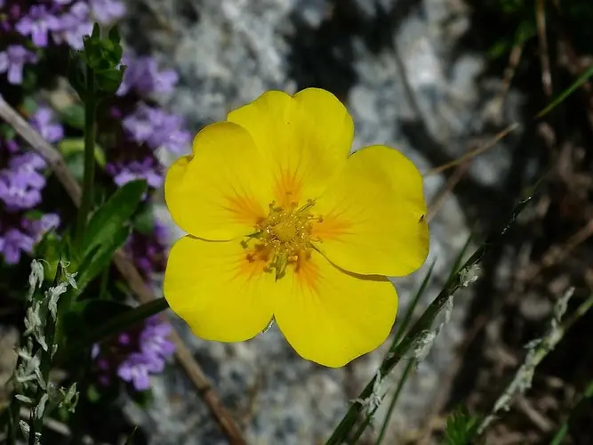 Alpine sun-rose