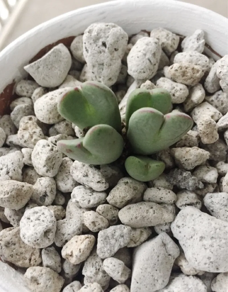 How to Use Living pebble in Succulent Gardening?