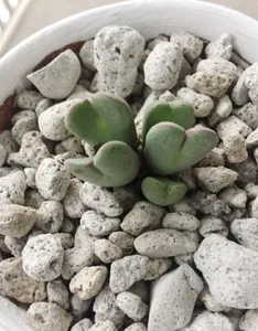 Conophytum bilobumの増やし方