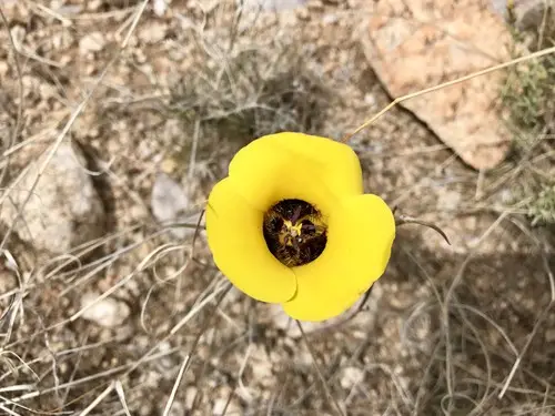 Desert mariposa lily