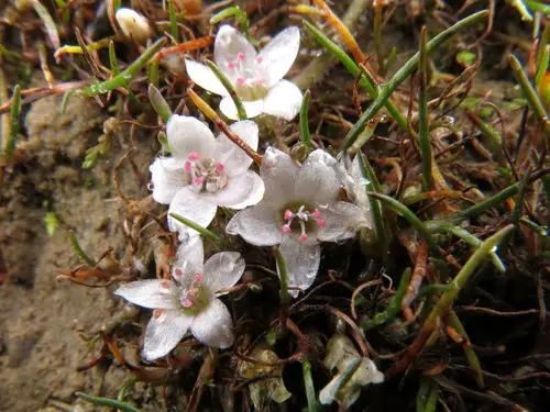 Montia angustifolia