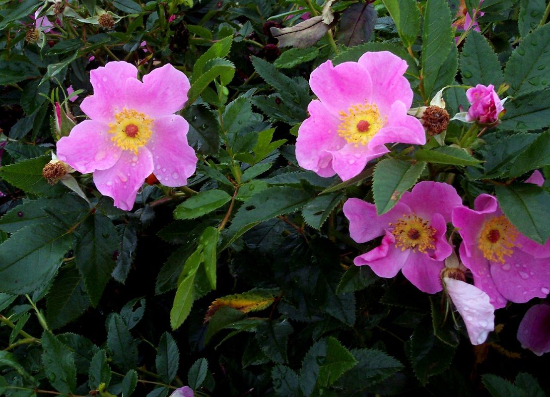 The Language and Symbolism of the Charming Virginia Rose