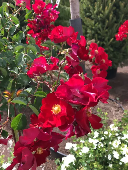 Roses 'Parkdirektor Riggers' (Rosa 'Parkdirektor Riggers') Flower, Leaf ...