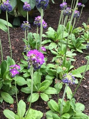 How to Grow and Care for Asiatic primrose