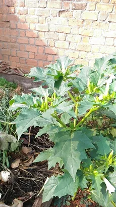 シロバナヨウシュチョウセンアサガオ（白花洋種朝鮮朝顔）の育て方