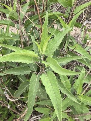 Canyon ragweed (Ambrosia ambrosioides) - PictureThis