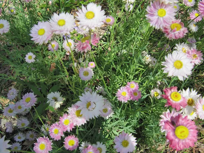Gum Rhodanthe Rhodanthe chlorocephala - PictureThis