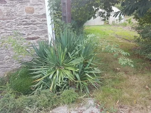 Palmlilie - Yucca gloriosa (Pflege, Merkmale, Blume, Bilder)