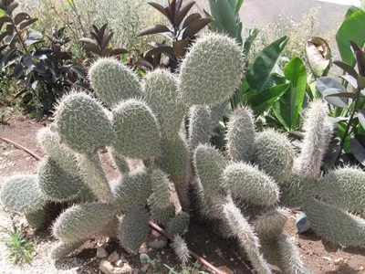 オプンチア・レウコトリカ (Opuntia leucotricha) - PictureThis