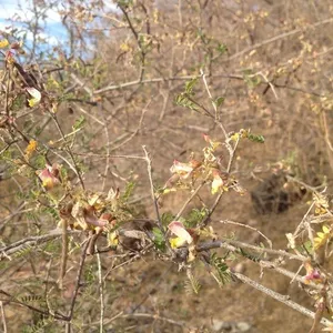 🍀 Cómo cultivar y cuidar una Palo dulce