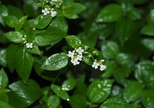 How to Propagate Neanotis formosana