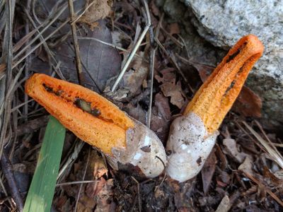 Clotirus Clathrus - PictureThis