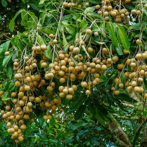 Dimocarpus longan