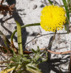 How to Propagate Podotheca chrysantha