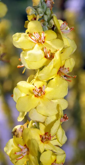 Verbascum densiflorumバーバスカム デンシフロラム苗 ベルバスカム・デンシフロラム (分類, 特徴, 花, 画像)