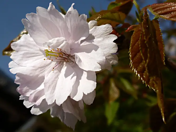 Prunus verecunda 'Antiqua'