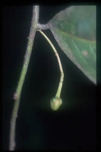 Cremastosperma monospermum
