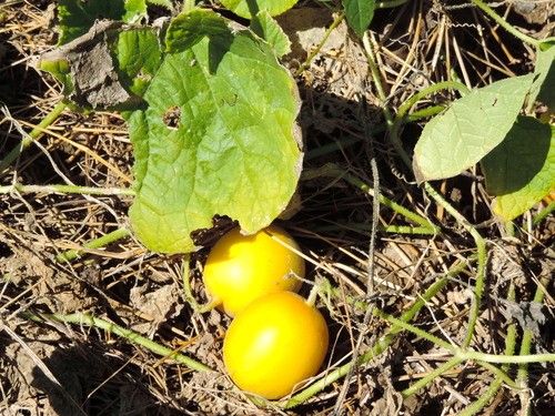 Sweet Passionfruit Plant In Sydney | Panama Red Passionfruit For Your - Foto 9