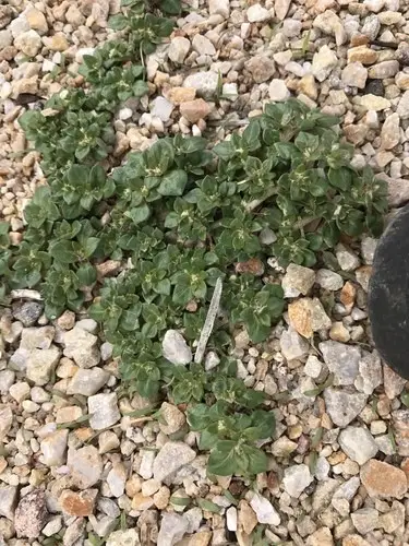 Small matweed